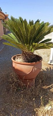 4 palmeras cica varios tamaños