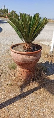 4 palmeras cica varios tamaños